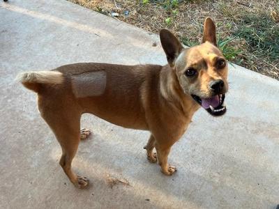 Stella, Chihuahua, young, available for adoption