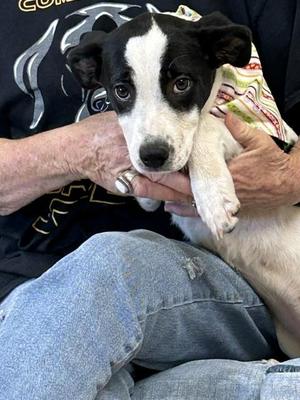 Lily, Black Labrador Retriever, young, available for adoption
