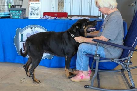 Lavender, Rottweiler, adult, available for adoption