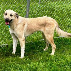 Thea, Anatolian Shepherd, young, available for adoption