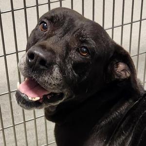 Daisy, Shar-Pei, senior, available for adoption