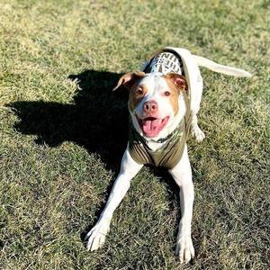 Damon, Boxer / Anatolian Shepherd, adult, available for adoption