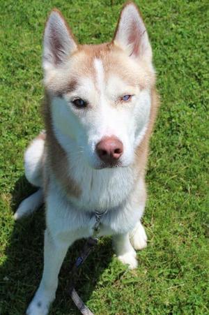 Blair, Husky, adult, available for adoption