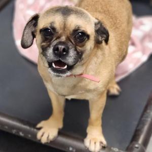 Lynx, Pug, young, available for adoption