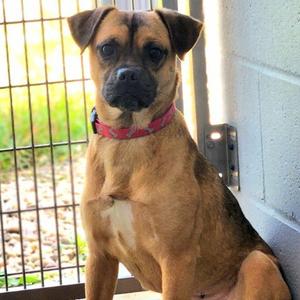 Carabosse, Pug, young, available for adoption