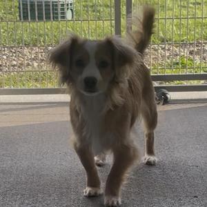 A brown and white dog with long fur standing on a paved surface.