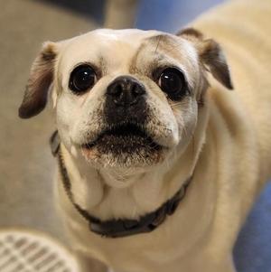 a close-up of a pug dog with large, expressive eyes and a wrinkled face, wearing a black collar