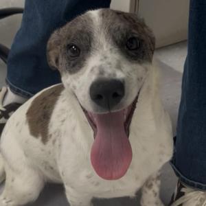 Lola Belle, Labradoodle, puppy, available for adoption