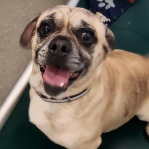 Orbit, Pug, senior, available for adoption