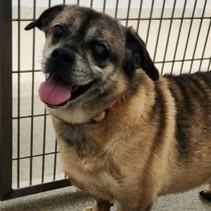 Gargoyle, Pug, senior, available for adoption