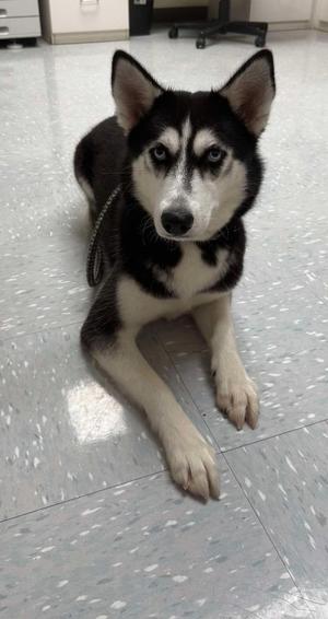 Vennesa, Husky, young, available for adoption
