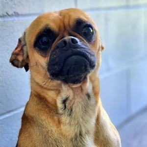 Kyanite, Pug, young, available for adoption