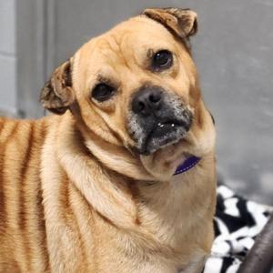 Berry, Shar-Pei, senior, available for adoption