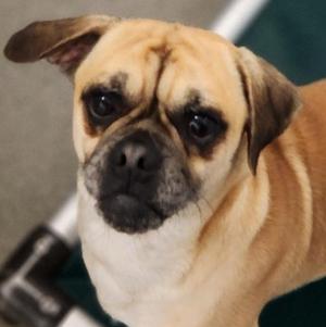 Minotaur, Pug, young, available for adoption