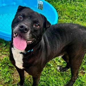 Debo, Shar-Pei, senior, available for adoption
