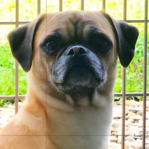 Burgundy, Pug, young, available for adoption