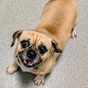 Mango, Pug, young, available for adoption