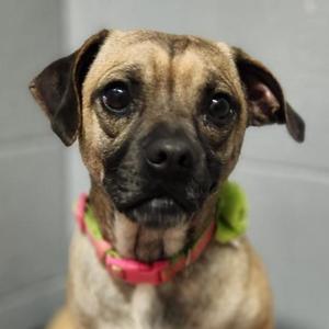 Jelly Roll, Pug, young, available for adoption