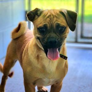 Fusion, Pug, young, available for adoption