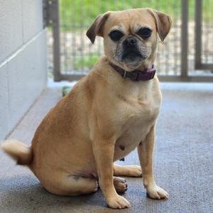 A small brown dog with a black face and ears, wearing a purple collar, sitting on a concrete surface.