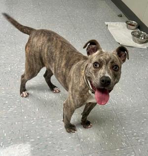 A brindle-colored dog with a white chest and paws, standing on a tiled floor with its tongue out, looking up at the camera.