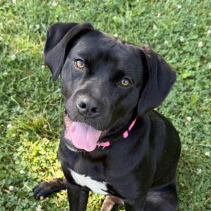 Jelly Belly, Black Labrador Retriever, puppy, available for adoption