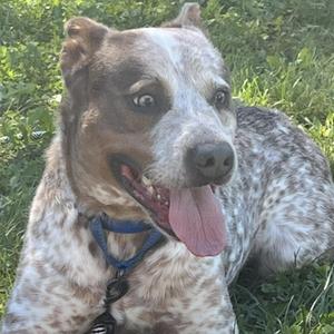 A speckled dog with a blue collar, lying on grass with its tongue out.