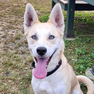 Oprah, Husky, adult, available for adoption