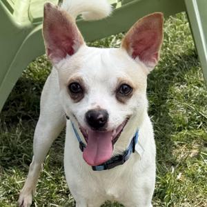 Mercury, Pug / Chihuahua, adult, available for adoption
