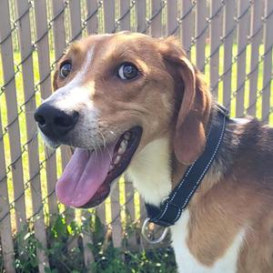 A beagle dog with a black collar, its tongue out, standing in front of a chain-link fence.