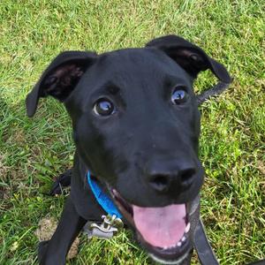 Bravo, Black Labrador Retriever, puppy, available for adoption