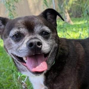 Razo, Pug, adult, available for adoption