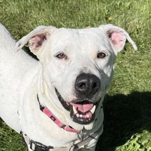 Chantal Dubois, Labrador Retriever / Terrier, adult, available for adoption