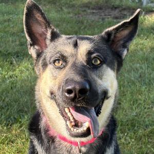 Chicharron, German Shepherd Dog, adult, available for adoption