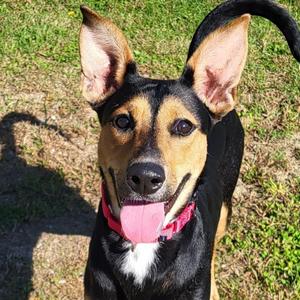 Jenny Jones, Shepherd, adult, available for adoption
