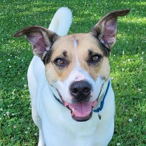 Diego, Hound, adult, available for adoption
