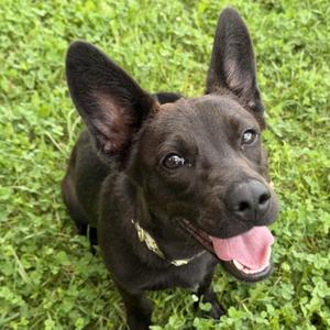 Alex, Mixed Breed, young, available for adoption