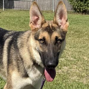 A German Shepherd puppy with a black and tan coat, standing on a grassy lawn. The puppy has pointed ears, a black nose, and its tongue is sticking out. It is wearing a purple collar.