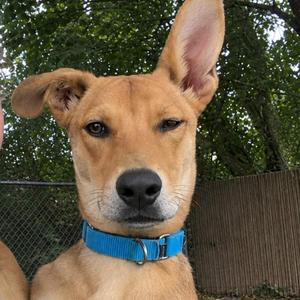 Jerry Springer, Shepherd / Carolina Dog, puppy, available for adoption