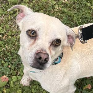 Tommy, Chihuahua, adult, available for adoption