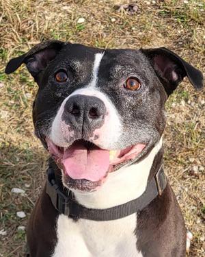 Royal, American Staffordshire Terrier / Mixed Breed, senior, available for adoption