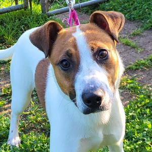 Digit, Hound / Shepherd, puppy, available for adoption