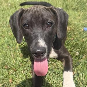 Alabama, Hound, puppy, available for adoption