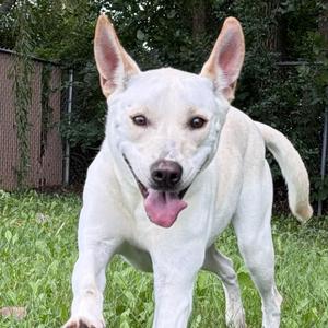 Gia, Yellow Labrador Retriever, adult, available for adoption