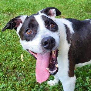Little Lotus, Black Labrador Retriever / Terrier, senior, available for adoption