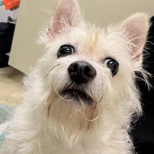 Matt Damon, Chihuahua / Australian Terrier, adult, available for adoption