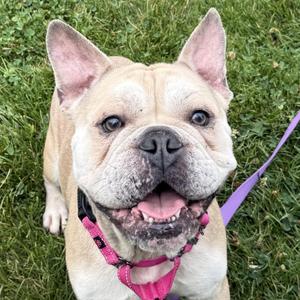 Boba, French Bulldog, adult, available for adoption