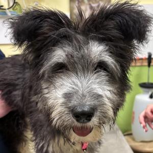Winn-Dixie, Mixed Breed, puppy, available for adoption