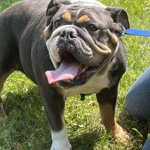 Lemon, English Bulldog, adult, available for adoption