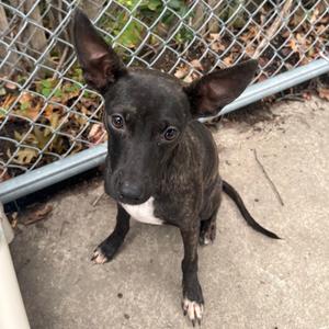Bambi, Mixed Breed (Small), available for adoption